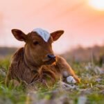 animals sustainability