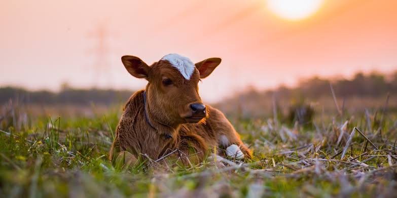 animals sustainability