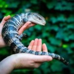 blue tongue skink