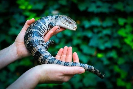 blue tongue skink