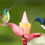 Hummingbird