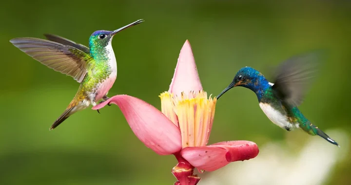 Hummingbird