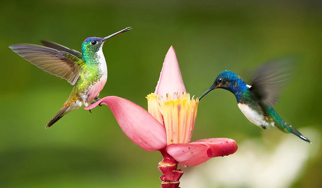 Hummingbird